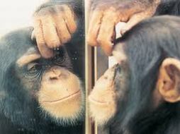 chimpance consciente